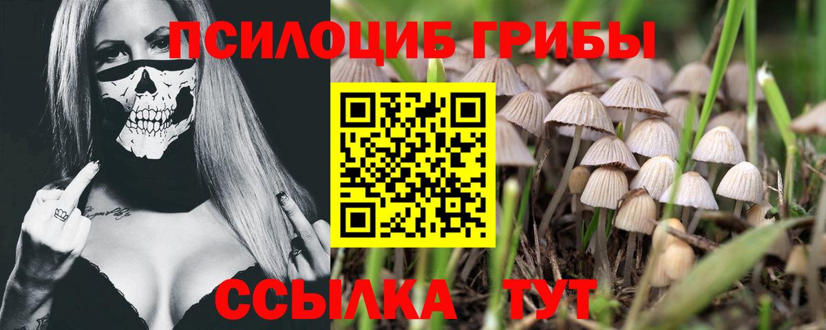 Галлюциногенные грибы GOLDEN TEACHER Луга